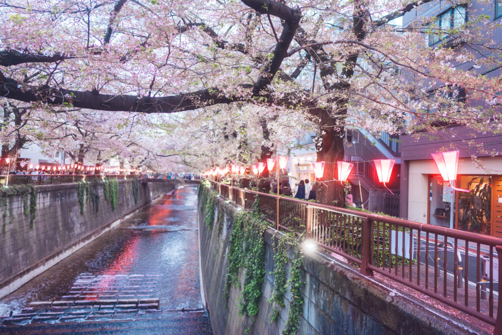 Nakameguro showing the cherry blossom over the river - Creative Community