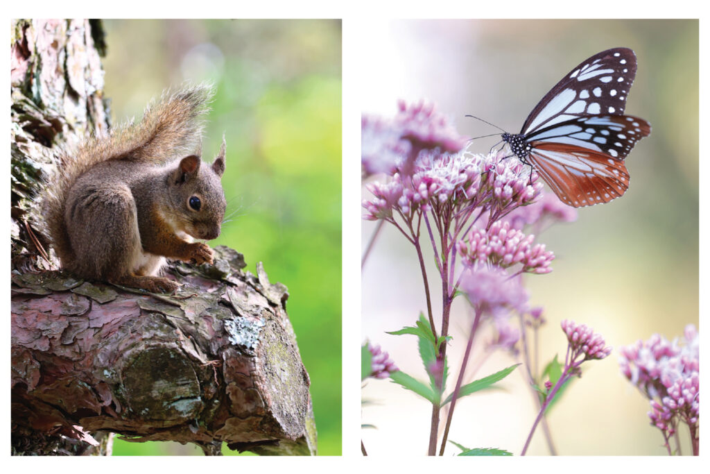 An image of Some of the beautiful wildlife around Karuizawa Lake Garden