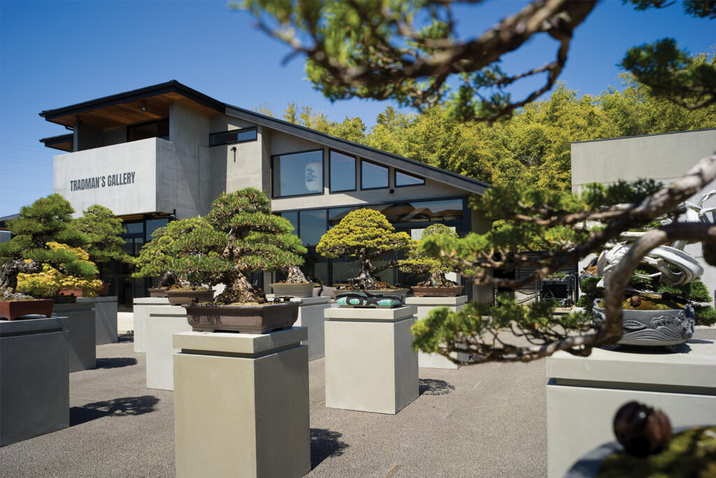 An image of Tradman Bonsai outside of Tokyo Location,