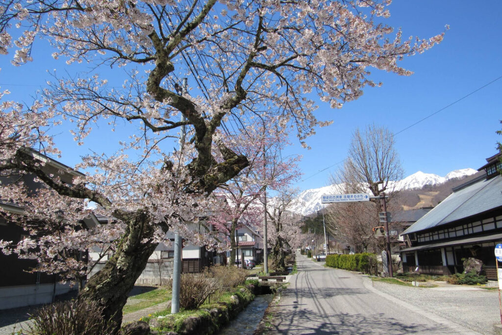 An image of Iwatake with the rock stream and natural greenery and cherry trees.