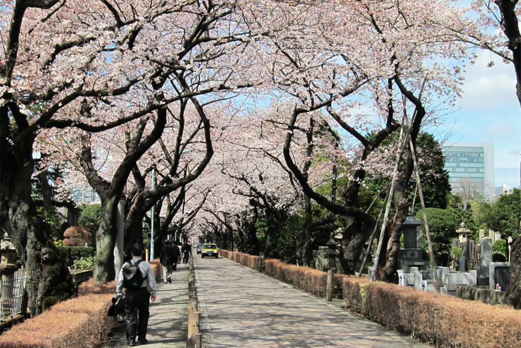 Aoyama Cemetery during Sakura Cherry Blossom season in the Aoyama area, Tokyo.