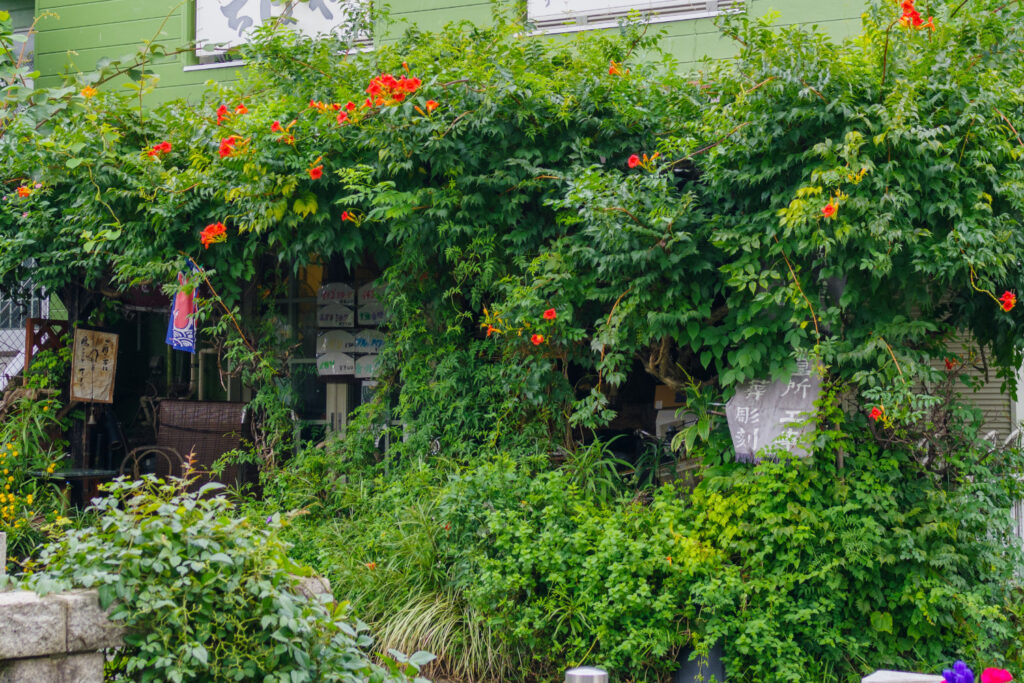 A local restaurant found in Aoyama, Tokyo. Trumpet Vine Covered building.