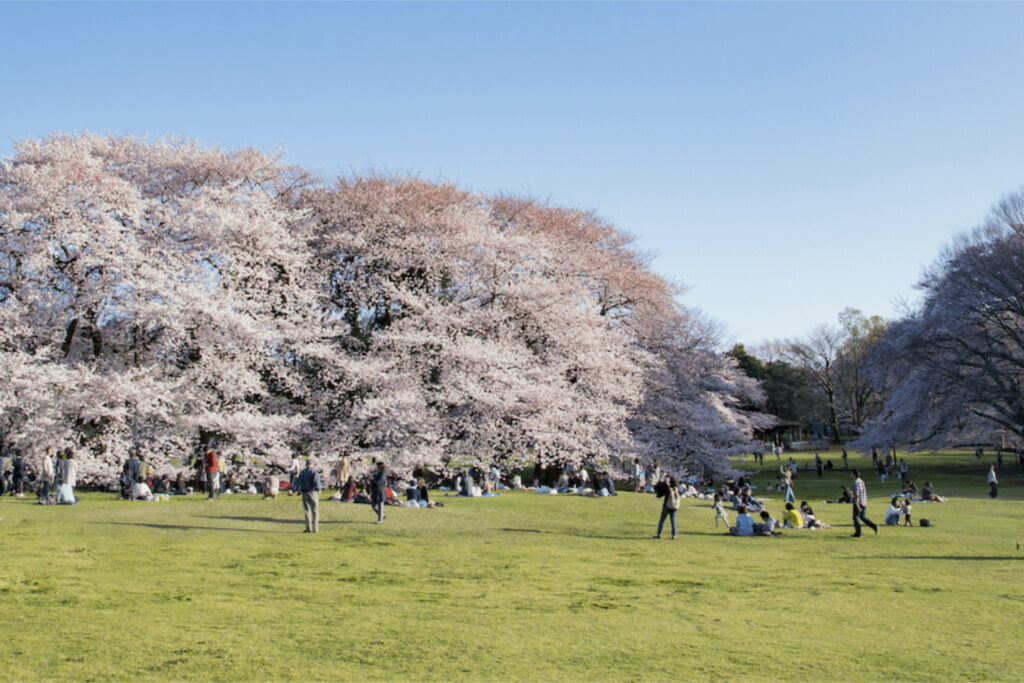 Setagaya park with cherry blossom in full bloom, families enjoying the park.