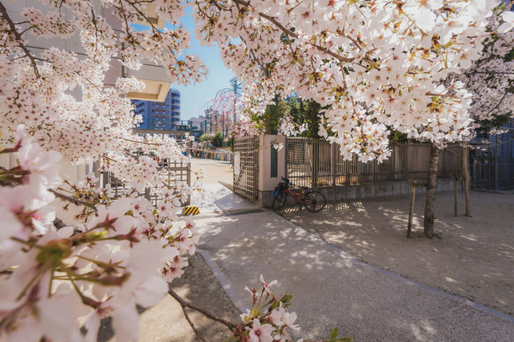 An entrance to a Japanese School surrounded by Cherry Blossom