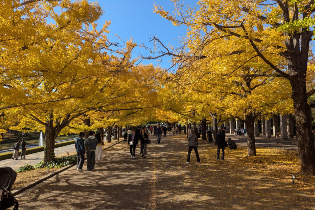 Showa Kinen Park, Tachikawa, Toyko. autumn leaves
